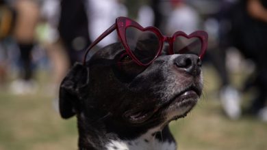 How Will the Solar Eclipse Affect Animals? NASA Needs Your Help to Find Out