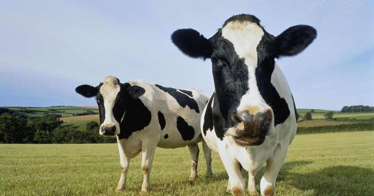 America’s Dairy Farms Have Vanished