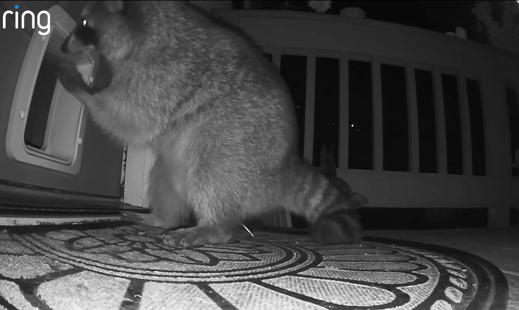 Found a raccoon in the living room — now seeking a tech solution so it doesn't happen again – GeekWire