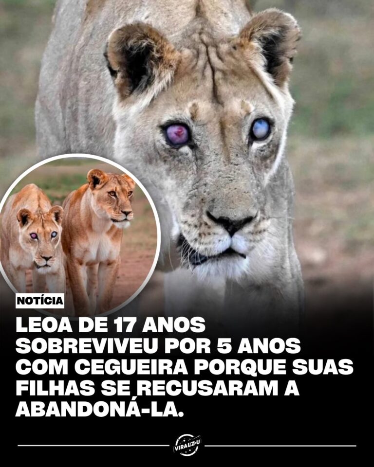 Leoa de 17 anos ganha destaque em uma história viral nas redes sociais