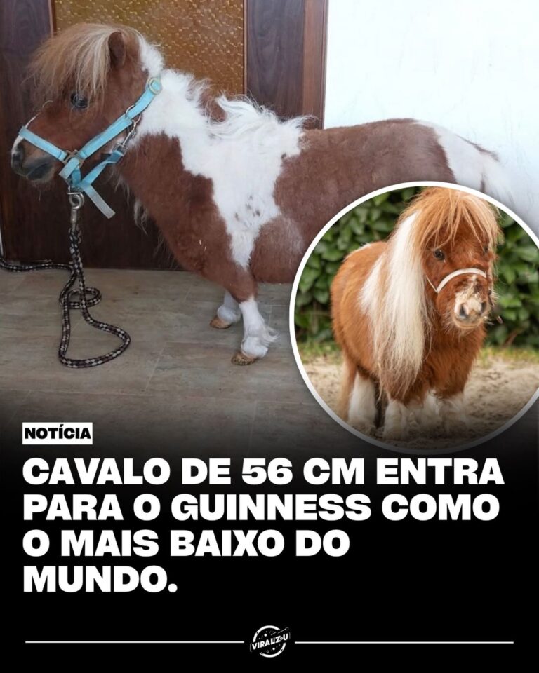 Da Alemanha para o mundo: cavalo miniatura entra para o Guinness